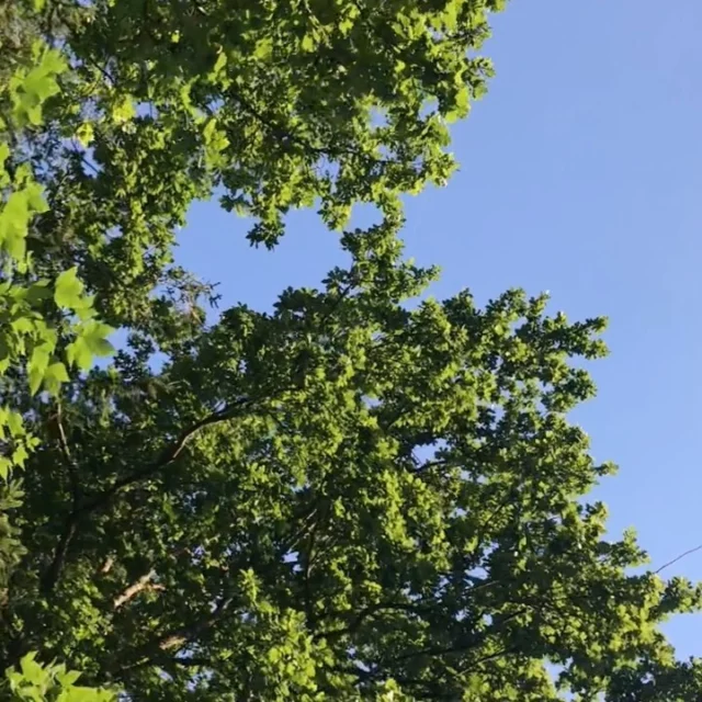A little video to bring some peace & harmony into your hearts. Pause for a moment to reflect on the beauty of your life regardless of the struggles. Focus on the world of possibilities at your disposal. Just decide and go for it. Make it real. You deserve it! 

#nature #joy #oneness #mothernature #peace #harmony #purpose #intention #slowdown #reflection #life #switzerland🇨🇭 #schweiz #luzern #rothenburg